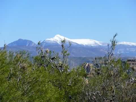 Entre pinos