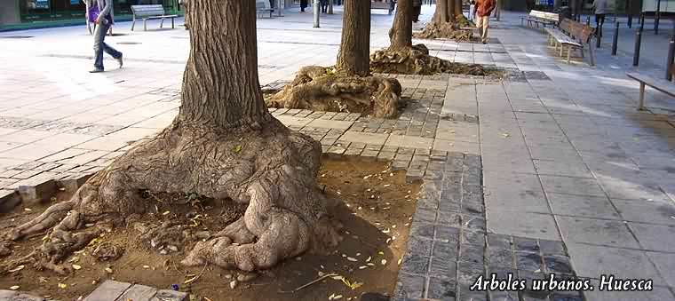 Blog de fotos de Huesca 