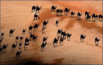  Camellos en Los Monegros 